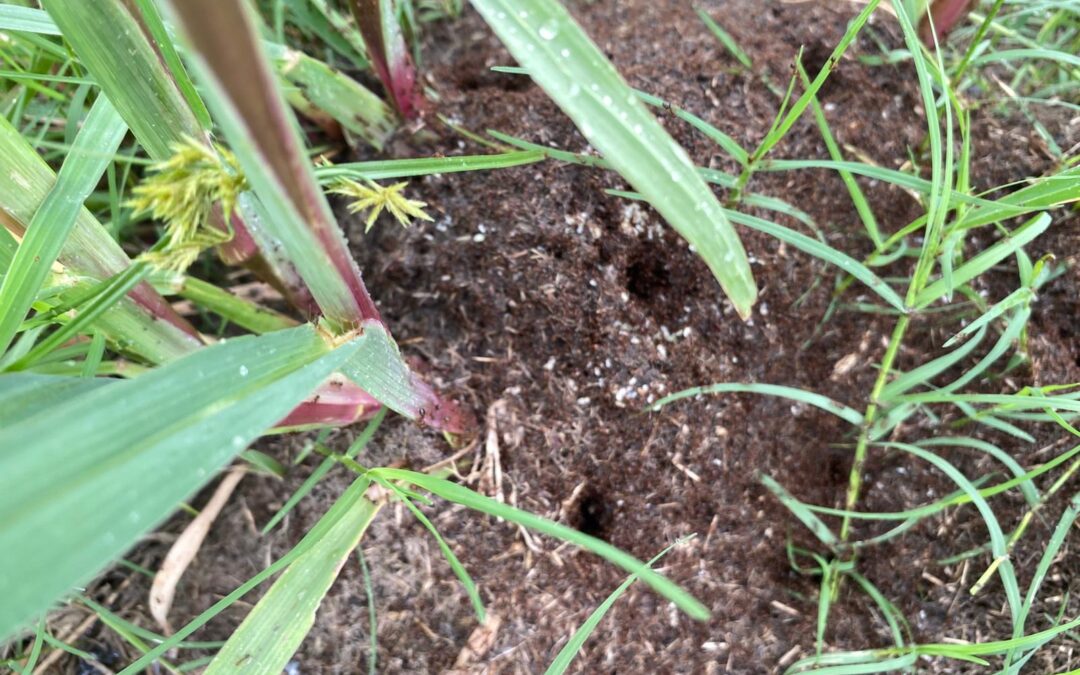 How Fire Ants Spread: Common Ways They Enter Properties