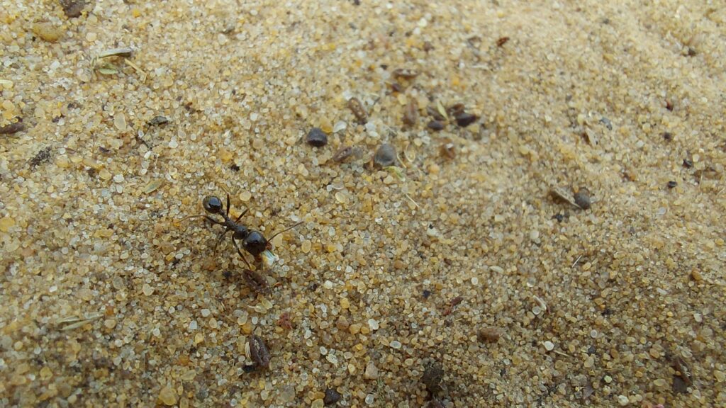 Black ant walking across sandy ground carrying food