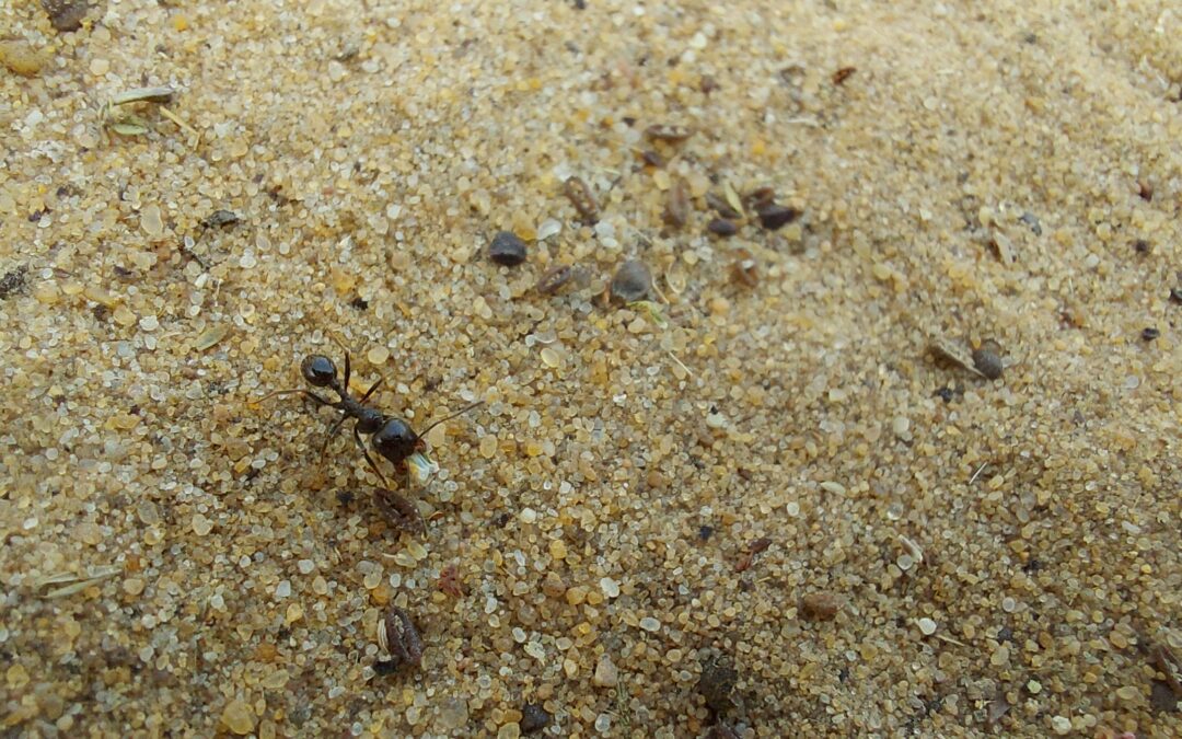 Fire Ants vs Black Ants: How to Tell the Difference