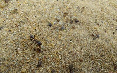Fire Ants vs Black Ants: How to Tell the Difference