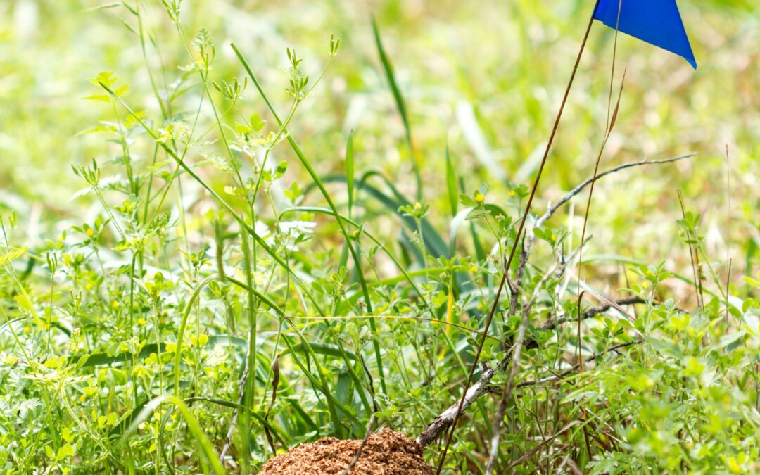 Fire Ant Bait vs Direct Nest Injection: Which Treatment Method Is Better?