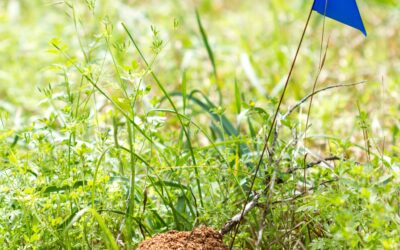 Fire Ant Bait vs Direct Nest Injection: Which Treatment Method Is Better?