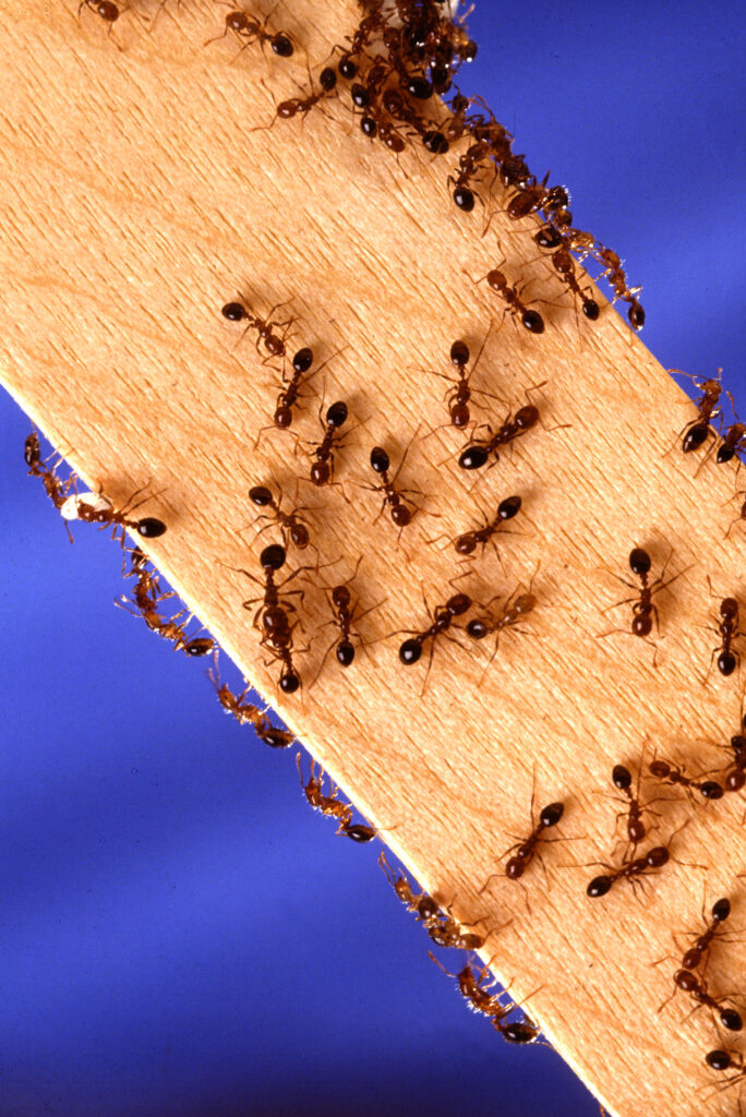 Fire ants crawling across a wooden surface in a large colony