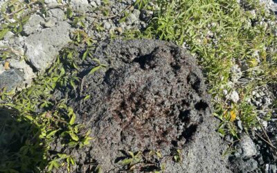 Fire Ant Biosecurity Zones Were Updated: What It Means for Your Property