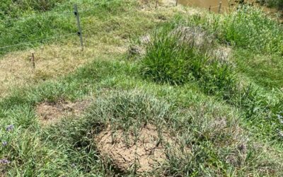 Fire Ant Nest Removal: What Homeowners Should Never Do