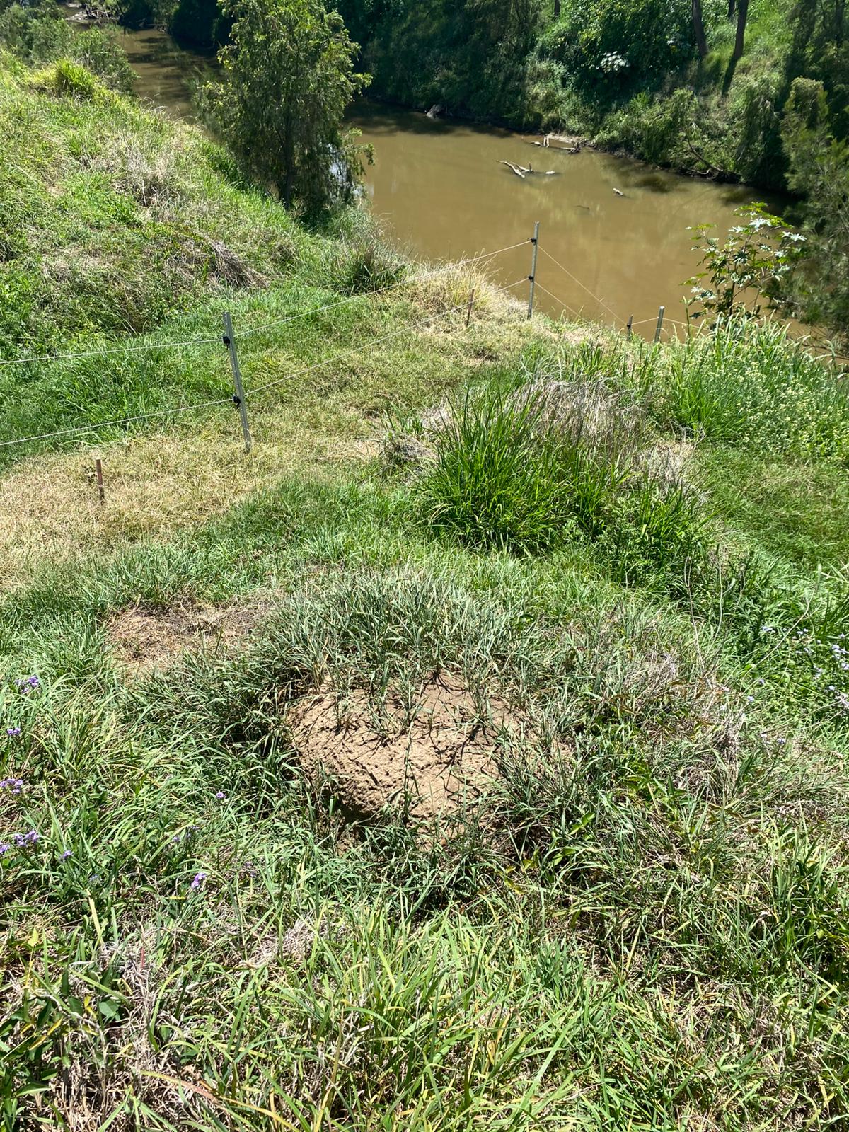 Suspected fire ant mound in a grassy monitoring area near a Brisbane waterway