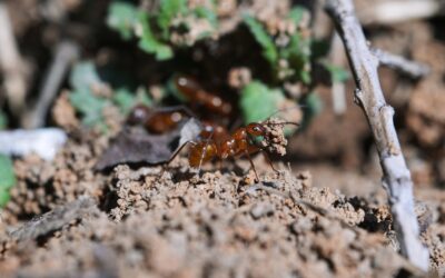 Why Fire Ants Keep Returning: The Real Reasons Behind Re-Infestations