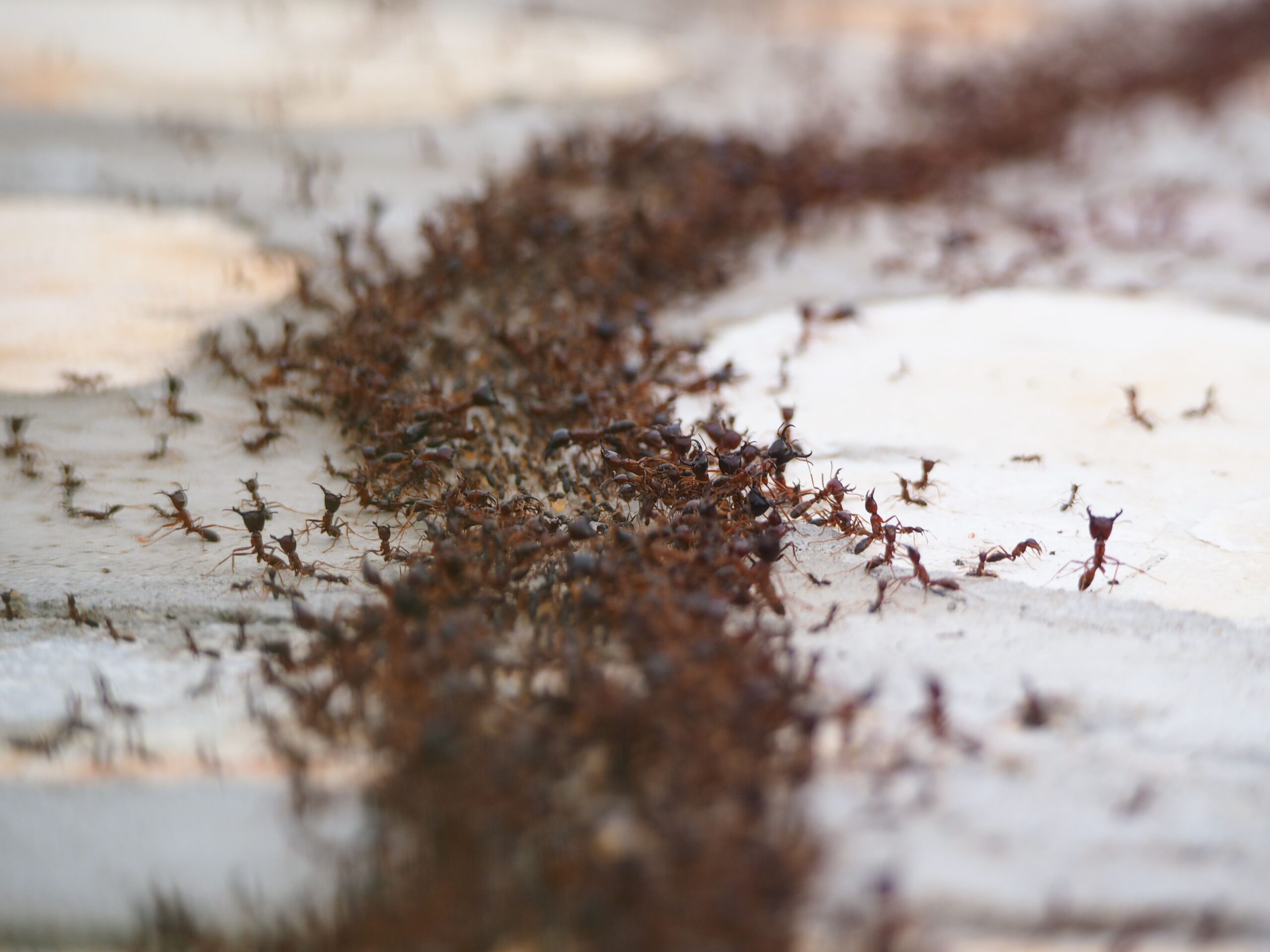 Fire ants gathered along a surface during an infestation