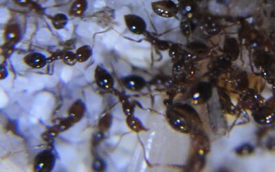 Fire Ants Found in Inner Brisbane: What Homeowners Should Watch For