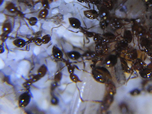Fire Ants Found in Inner Brisbane: What Homeowners Should Watch For