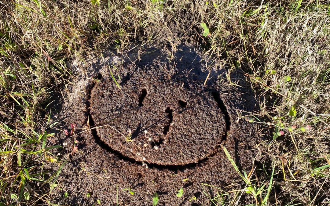 How to Identify Fire Ants in Brisbane: Photos, Behaviour, and Nest Signs