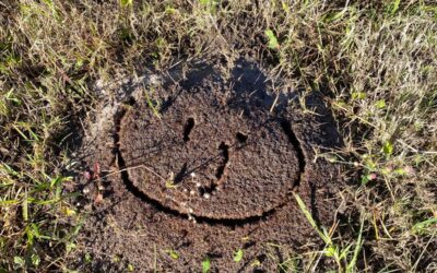 How to Identify Fire Ants in Brisbane: Photos, Behaviour, and Nest Signs