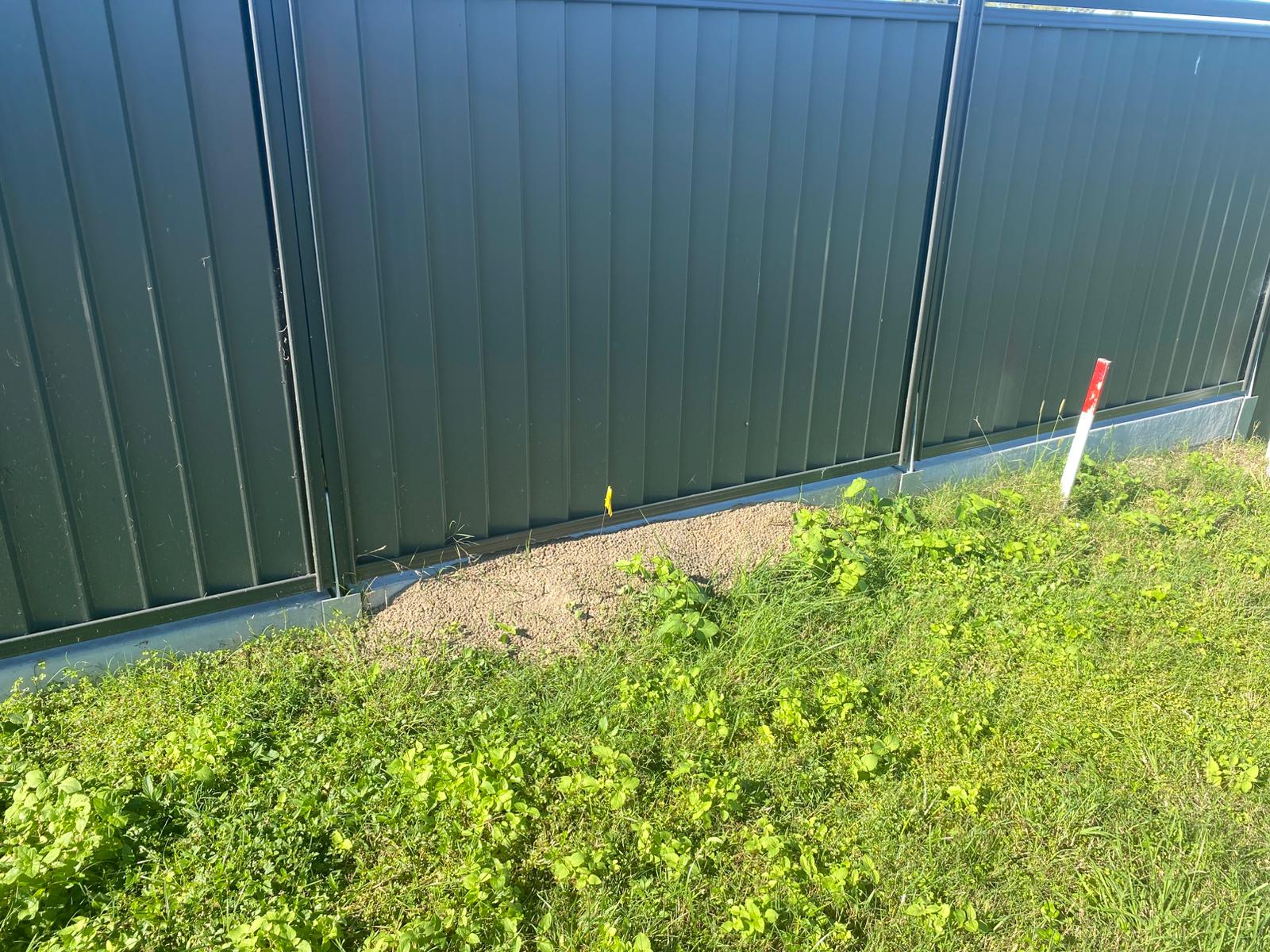 Disturbed soil along a residential fence line in Brisbane, a potential fire ant risk area