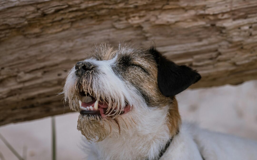 Are Fire Ants Dangerous to Pets? A Safety Guide for Pet Owners