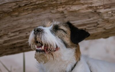 Are Fire Ants Dangerous to Pets? A Safety Guide for Pet Owners
