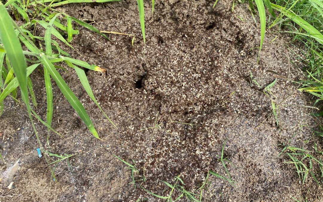 How to Report Fire Ants in Brisbane: A Simple Guide for Residents