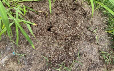 How to Report Fire Ants in Brisbane: A Simple Guide for Residents