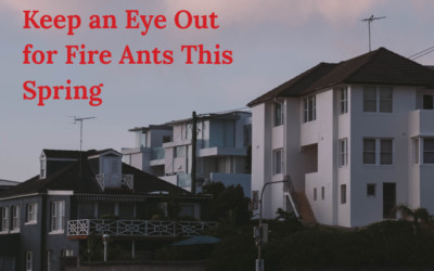 Fire Ant Activity in Spring: What Brisbane Homeowners Need to Know